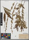 Foto von Salix triandra L. x Salix viminalis L.
